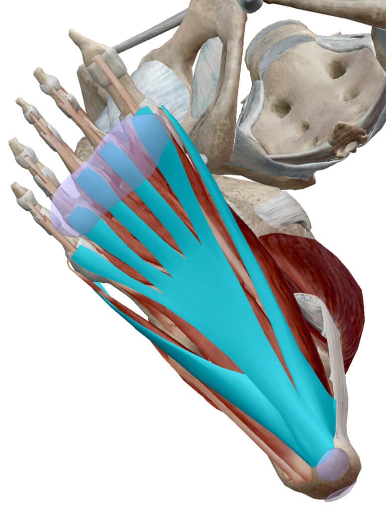 If the intrinsic foot muscles aren't working as efficiently as they could. they could be the cause of your foot pain