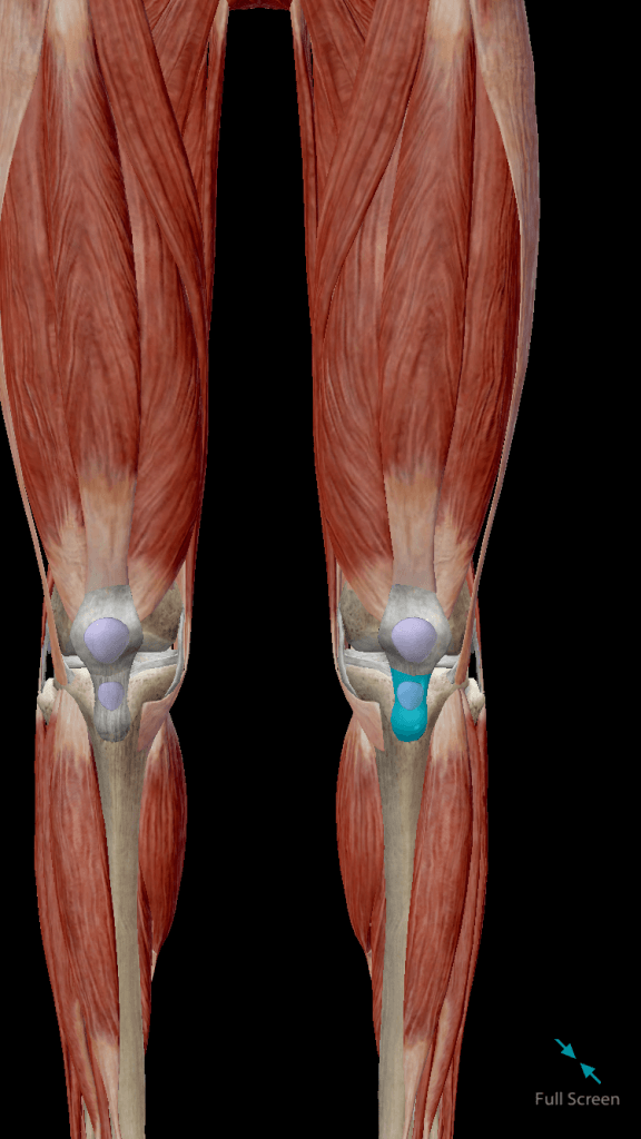 Knee Pain